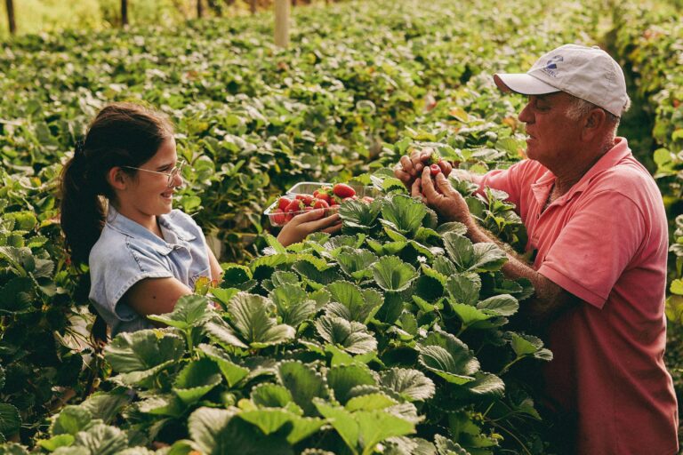An elderly man and a young girl harvesting fresh strawberries together on a lush green farm.